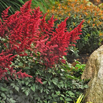 Astilbe x arendsii Fanal (Photo: Walters Gardens, Inc)