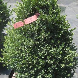 Buxus x Green Mountain