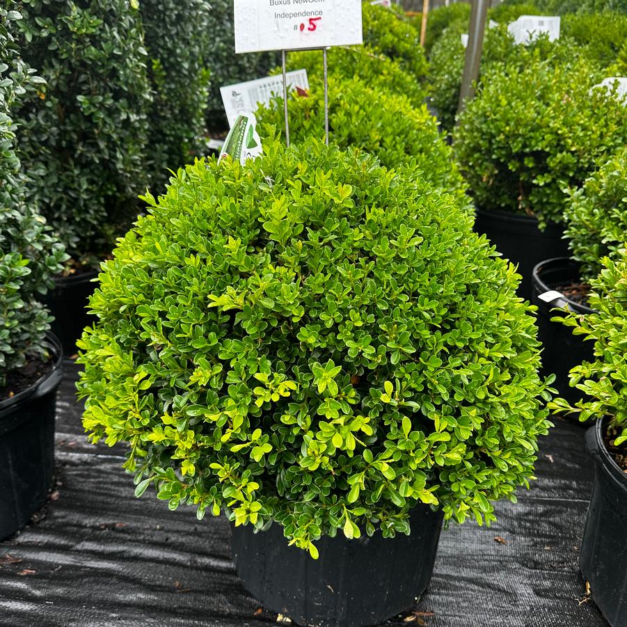 Buxus NewGen Independence (Photo: Saunders Brothers)