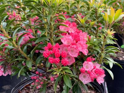 Kalmia latifolia 'Tiddlywinks' - Mountain Laurel from Pleasant Run Nursery