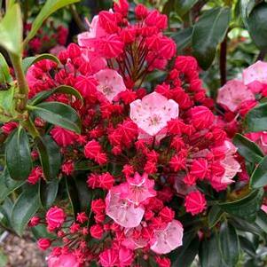 Kalmia latifolia Little Linda