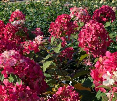 Hydrangea paniculata Fire Light