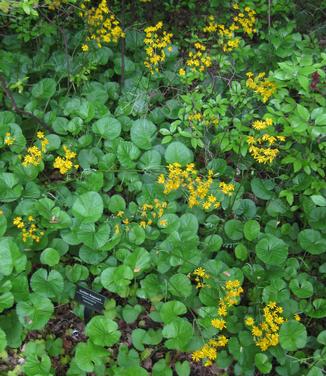 Packera (Senecio) aurea