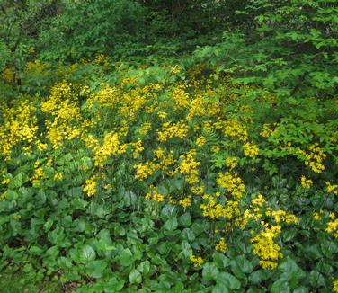 Packera (Senecio) aurea