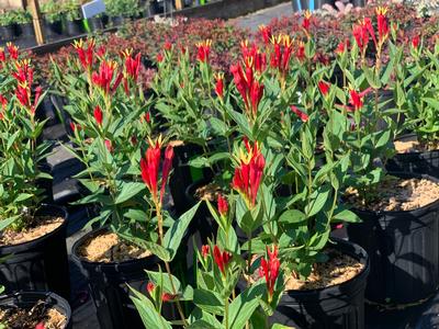 Spigelia marilandica 'Little Red Head' - Indian Pink from Pleasant Run Nursery