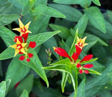 Spigelia marilandica 'Little Red Head' - Indian Pink from Pleasant Run Nursery