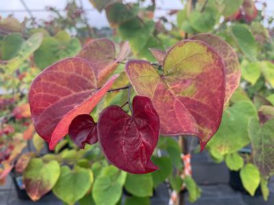 Cercis canadensis Flame Thrower