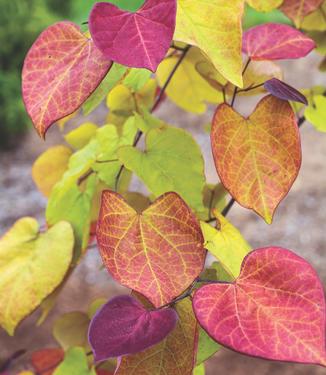 Cercis canadensis Flame Thrower