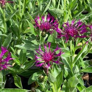 Centaurea montana Amethyst Dream