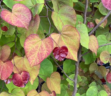 Cercis canadensis Flame Thrower - Eastern Redbud from Pleasant Run Nursery