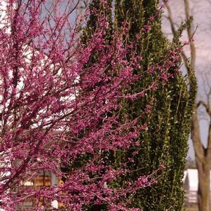 Cercis canadensis Hearts of Gold