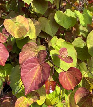 Cercis canadensis 'Flame Thrower' - Eastern Redbud from Pleasant Run Nursery