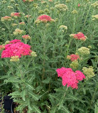 Achillea millefolium 'Sassy Summer Taffy' - Yarrow from Pleasant Run Nursery