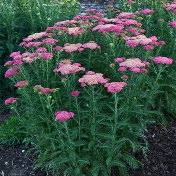 Achillea millefolium Sassy Summer Taffy (Photo: Walters Gardens, Inc)