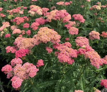 Achillea millefolium 'Sassy Summer Taffy' - Yarrow from Pleasant Run Nursery