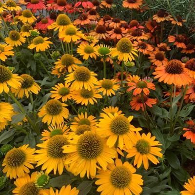 Echinacea purpurea Kismet® 'Yellow'