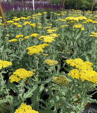 Achillea millefolium 'Sassy Summer Silver' - Yarrow from Pleasant Run Nursery