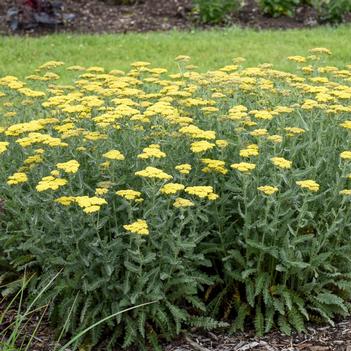 Achillea millefolium Sassy Summer Silver (Photo: Walters Gardens, Inc)