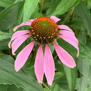 Echinacea purpurea 