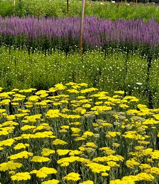 Achillea millefolium 'Sassy Summer Silver' - Yarrow from Pleasant Run Nursery