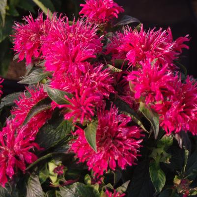 Monarda didyma Sugar Buzz® 'Cherry Pops'