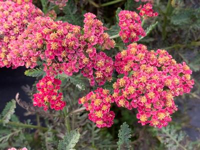 Achillea millefolium Sassy Summer Sangria 