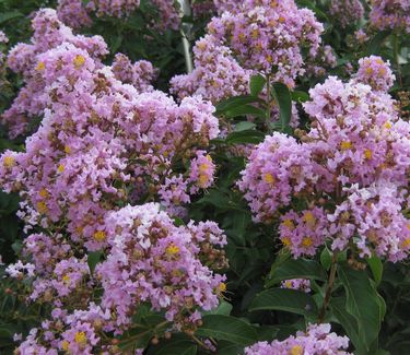 Lagerstroemia x 'Muskogee' - Crapemyrtle