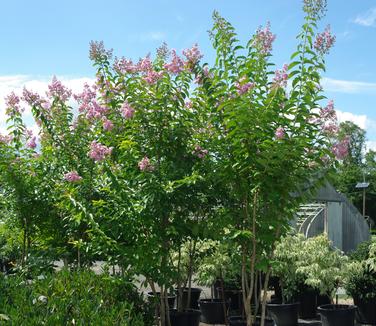 Lagerstroemia x Muskogee