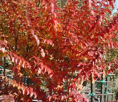 Lagerstroemia x 'Muskogee' - Fall Color