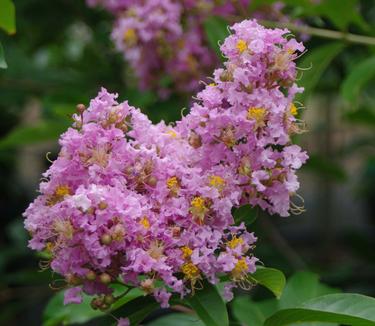 Lagerstroemia x 'Muskogee'