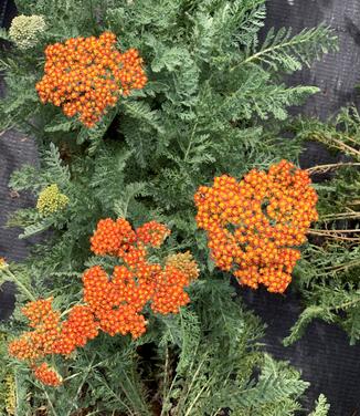 Achillea millefolium 'Sassy Summer Sunset' - Yarrow from Pleasant Run Nursery