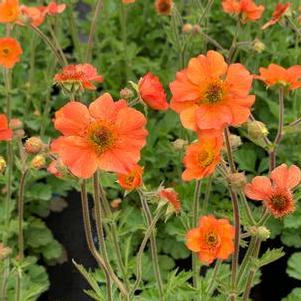 Geum x Totally Tangerine