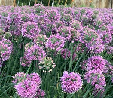 Allium 'Medusa' - Ornamental Onion from Pleasant Run Nursery