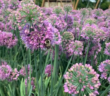 Allium 'Medusa' - Ornamental Onion from Pleasant Run Nursery