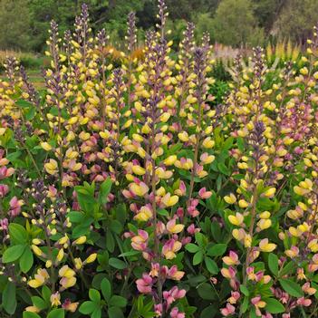 Baptisia x Decadence Pink Lemonade (Photo: Walters Gardens, Inc)