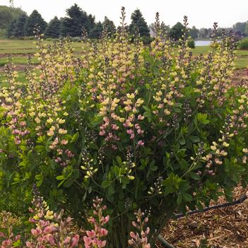 Baptisia x Decadence Pink Lemonade (Photo: Walters Gardens, Inc)