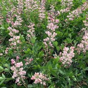 Baptisia x Decadence® 'Pink Truffles'