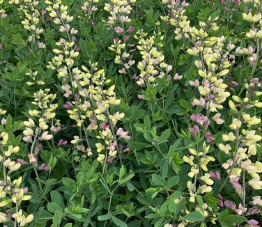 Baptisia x Decadence Deluxe 'Pink Lemonade'- False Indigo from Pleasant Run Nursery