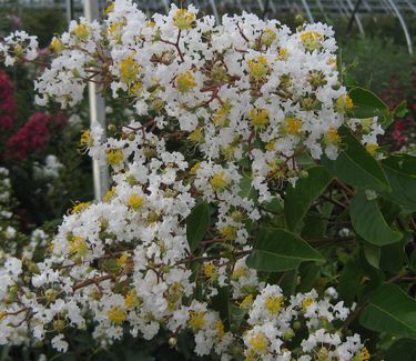 Lagerstroemia x 'Natchez' - Crapemyrtle