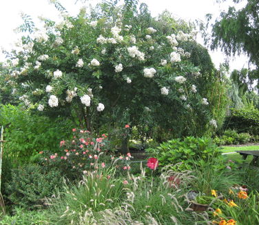 Lagerstroemia x 'Natchez' - Crapemyrtle