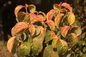 Cornus florida Pumpkin Patch