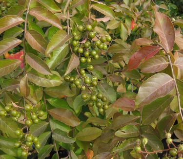 Lagerstroemia x Natchez (Fall)