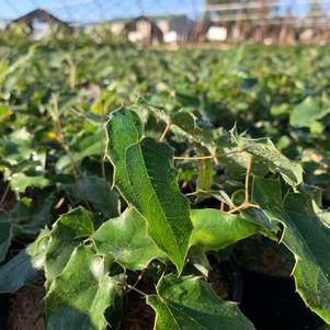 Epimedium wushanense Caramel