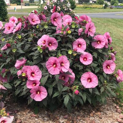 Hibiscus x Summerific Berry Awesome (Photo: Walters Gardens, Inc)