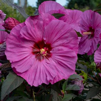 Hibiscus x Summerific Berry Awesome (Photo: Walters Gardens, Inc)