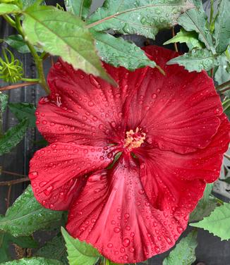 Hibiscus x Summerific® 'Cranberry Crush' - Rose Mallow from Pleasant Run Nursery