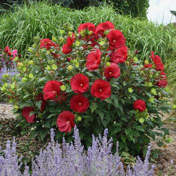 Hibiscus x Summerific Cranberry Crush (Photo: Walters Gardens, Inc)