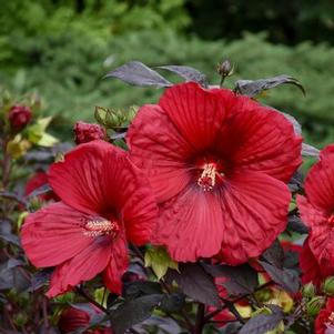 Hibiscus x Summerific® 'Holy Grail'