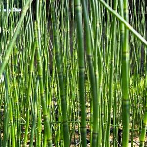 Equisetum hyemale 