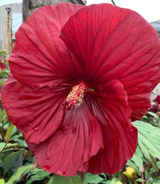 Hibiscus x Summerific? 'Cranberry Crush' - Rose Mallow from Pleasant Run Nursery